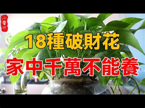 假花風水ptt|風水禁忌｜客廳擺假花原來係大忌！5個植物風水禁忌+6款招財盆